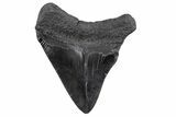 Fossil Megalodon Tooth - South Carolina #370455-1